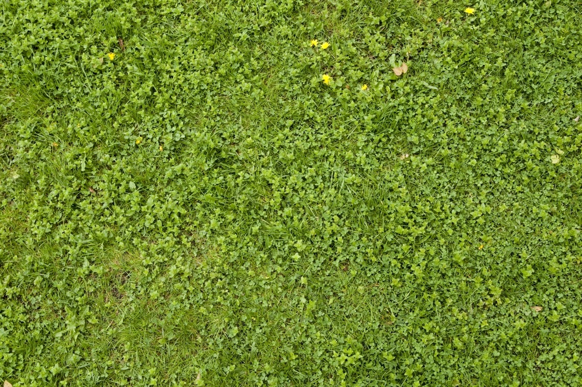 Low Poly grass texture