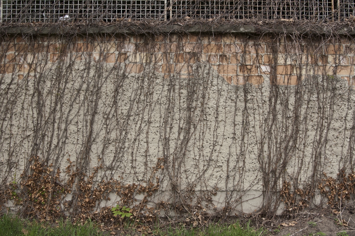 Concrete Overgrown