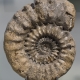 Fossils_Mixed_0018