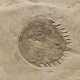 Fossils_Mixed_0016