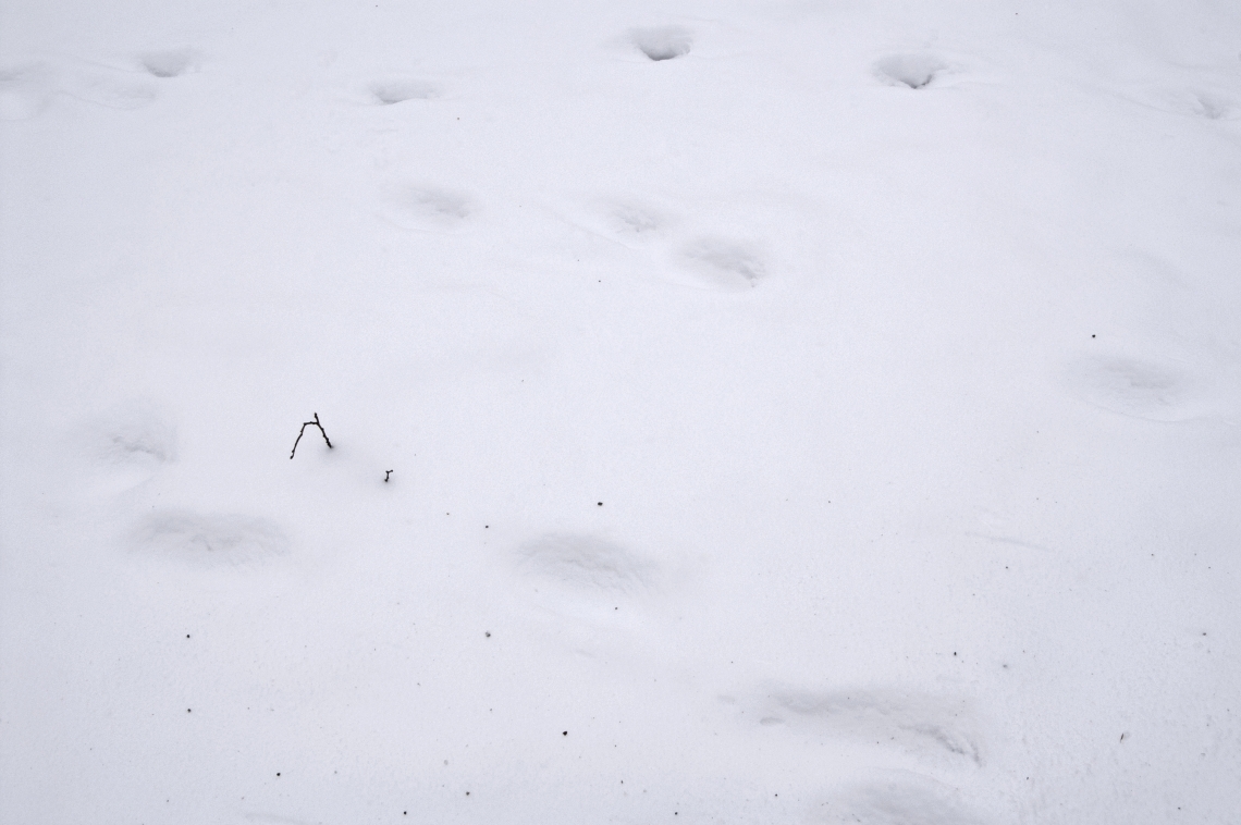 Snow Footprints